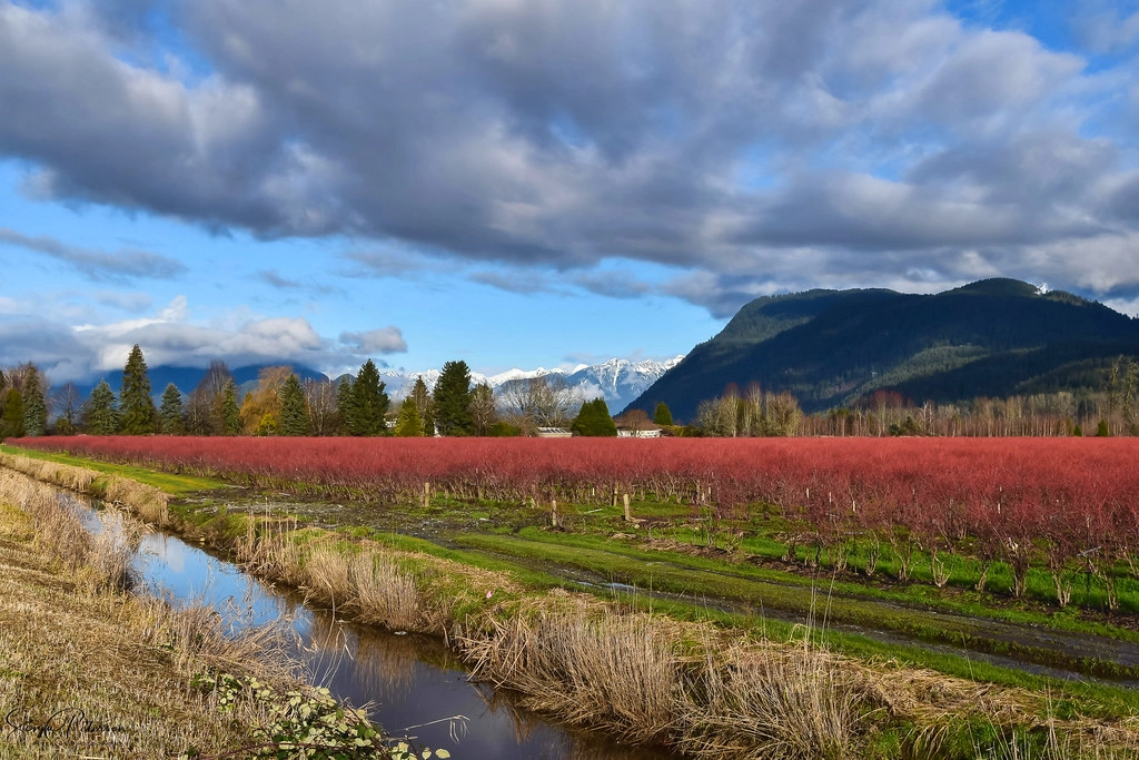 pitt meadows